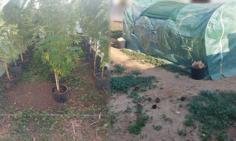 Αίγινα: Συνελήφθη επειδή είχε στήσει αυτοσχέδιο θερμοκήπιο κάνναβης